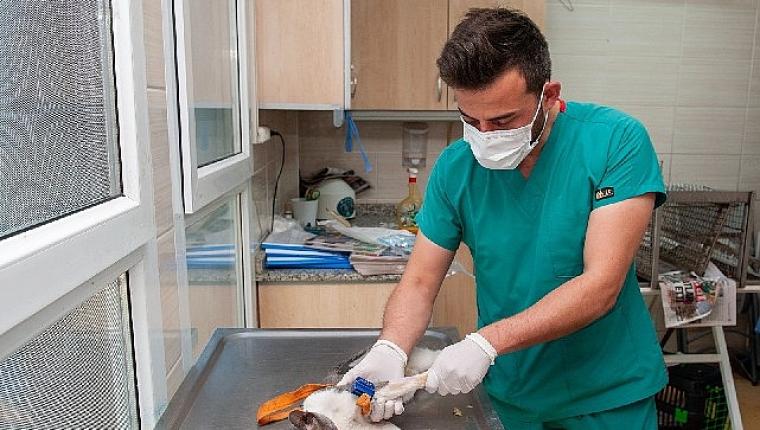 Karşıyaka Belediyesi ekipleri can dostlar için sahada