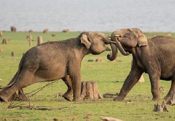 National Geographic NOW Seç-İzle Servisinin Nisan Ayı Teması 'Hayvanların Gizemli Dünyası'...