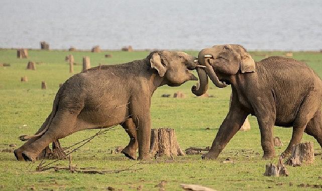 National Geographic NOW Seç-İzle Servisinin Nisan Ayı Teması 'Hayvanların Gizemli Dünyası'...
