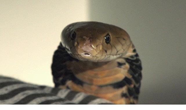 2 Bölümden Oluşan 'Şehirdeki Yılanlar: İstila', 4 ve 11 Temmuz Cumartesi Saat 20.00'de National Geographic WILD Ekranlarında İzleyicilerle Buluşuyor!