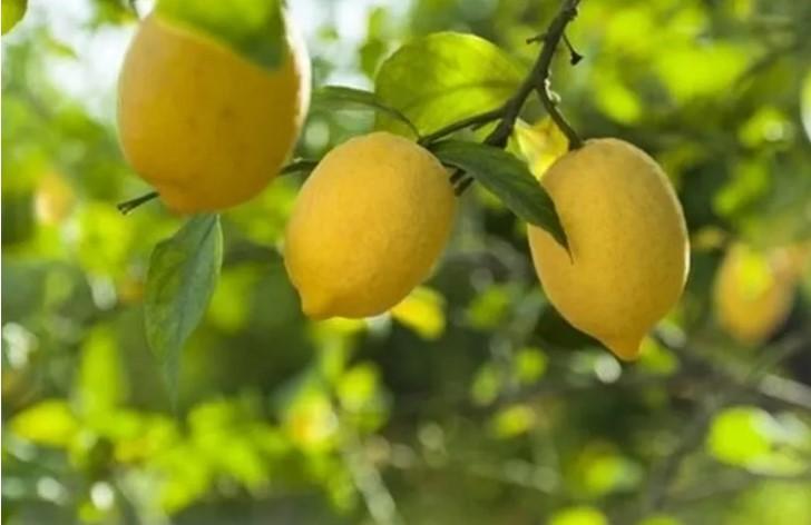 Limon İhracatına Geçici Kısıtlama Getirildi! Limon İhracatına Geçici Kısıtlama Getirildi!