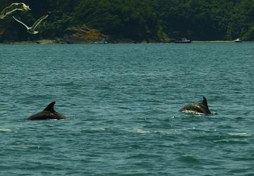 İstanbul Boğazı yunus gözlem etkinlikleri başlıyor