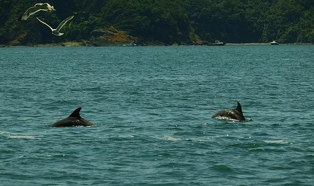 İstanbul Boğazı yunus gözlem etkinlikleri başlıyor