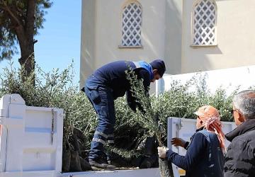 Urla'da zeytin seferberliği 20 mahalleye fidan desteği