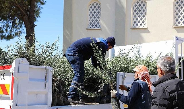 Urla'da zeytin seferberliği 20 mahalleye fidan desteği Urla'da zeytin seferberliği 20 mahalleye fidan desteği