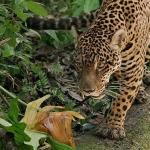 Jaguar: Guyana'nın Orman Ustası', 3 Mayıs Cumartesi Günü 20.00'de National Geographic WILD Ekranlarında!