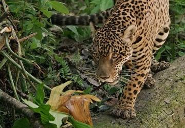 Jaguar: Guyana'nın Orman Ustası', 3 Mayıs Cumartesi Günü 20.00'de National Geographic WILD Ekranlarında!