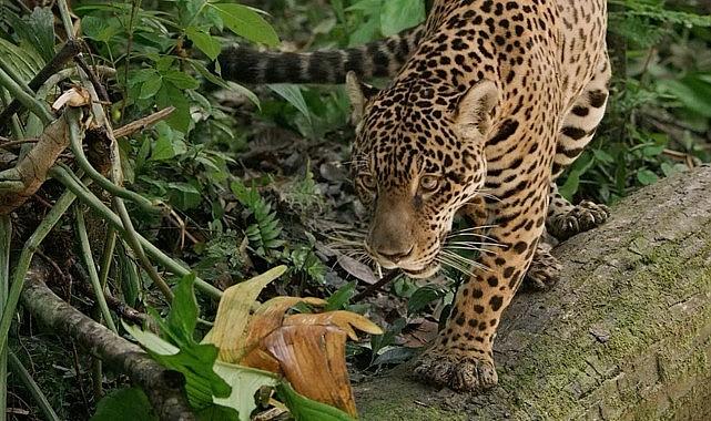 Jaguar: Guyana'nın Orman Ustası', 3 Mayıs Cumartesi Günü 20.00'de National Geographic WILD Ekranlarında! Jaguar: Guyana'nın Orman Ustası', 3 Mayıs Cumartesi Günü 20.00'de National Geographic WILD Ekranlarında!