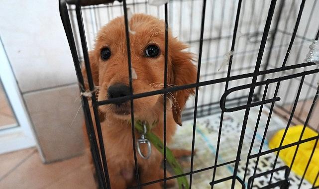 Kemer Belediyesi “Can dostlarına" sahip çıkıyor Kemer Belediyesi “Can dostlarına" sahip çıkıyor