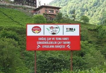 Doğuş Çay ve TEMA Vakfı'ndan sağlıklı topraklar ve sürdürülebilir çay tarımı için ortak adım