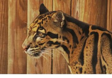 2 Bölümden Oluşan 'Tampa'nın Sırları Özel', 19 ve 26 Mayıs Pazartesi Günleri 20.00'de National Geographic WILD Ekranlarında!