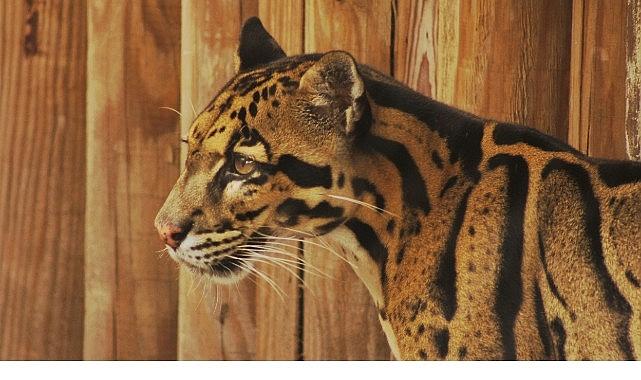 2 Bölümden Oluşan 'Tampa'nın Sırları Özel', 19 ve 26 Mayıs Pazartesi Günleri 20.00'de National Geographic WILD Ekranlarında!