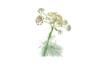 Salt Beyoğlu Yeni Sergi: Anadolu'nun Bitki Mirası