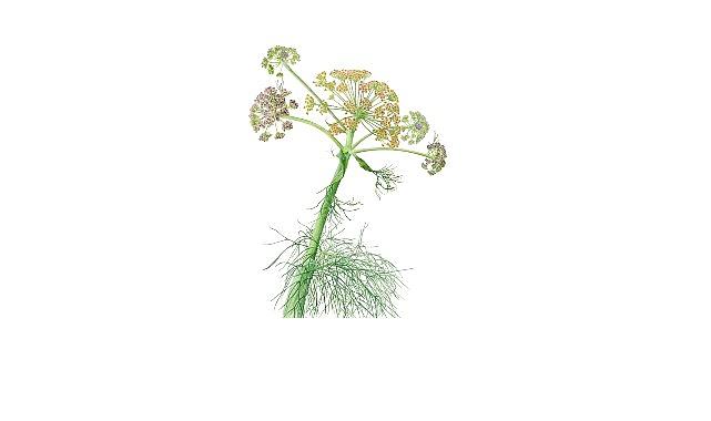 Salt Beyoğlu Yeni Sergi: Anadolu'nun Bitki Mirası