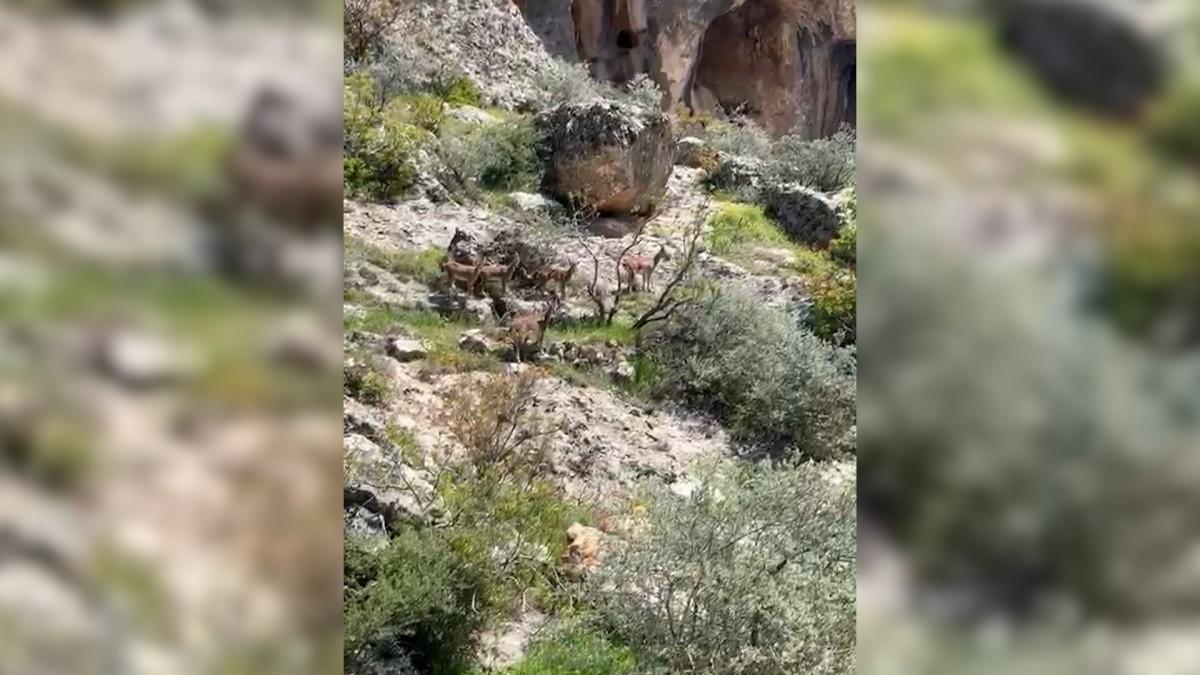 Sürü halindeki dağ keçileri görüntülendi - Videolu Haber Sürü halindeki dağ keçileri görüntülendi - Videolu Haber