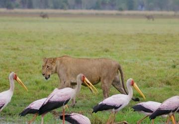 'Yırtıcıların Geri Dönüşü' 27 Nisan Pazar Günü 20.00'de National Geographic WILD Ekranlarında!