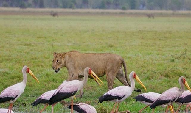 'Yırtıcıların Geri Dönüşü' 27 Nisan Pazar Günü 20.00'de National Geographic WILD Ekranlarında!