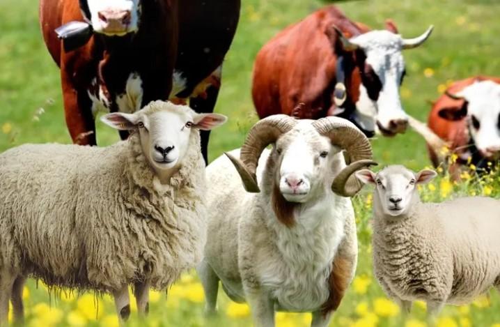 Malatya Büyükşehir’den Küçükbaş ve Büyükbaş Kurban Kesim Kursu Malatya Büyükşehir’den Küçükbaş ve Büyükbaş Kurban Kesim Kursu