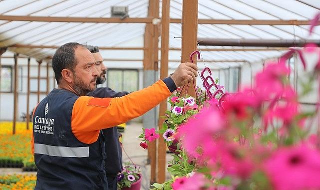Çansera'nın Yazlık Çiçekleri Çankaya'yı Süsleyecek Çansera'nın Yazlık Çiçekleri Çankaya'yı Süsleyecek