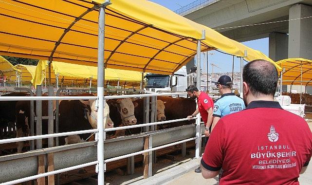 İstanbul'da Kurbanlık Denetimleri Başladı İstanbul'da Kurbanlık Denetimleri Başladı