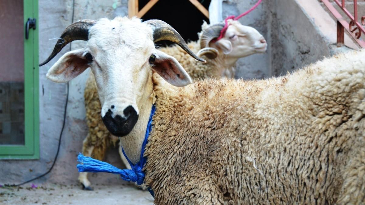 Kurban Bayramı nedir? Neden kutlanır? Arife ve bayram günleri yapılması gerekenler Kurban Bayramı nedir? Neden kutlanır? Arife ve bayram günleri yapılması gerekenler
