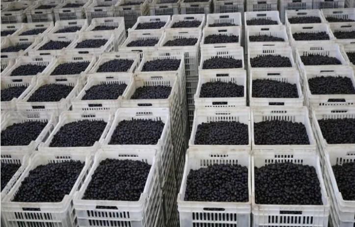 Marmarabirlik’ten Ortaklarına Son Ödeme 25 Nisan’da