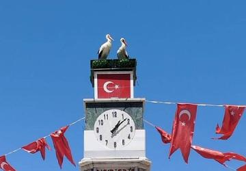 Can ve Canan Leylek Yuvalarına Geldi