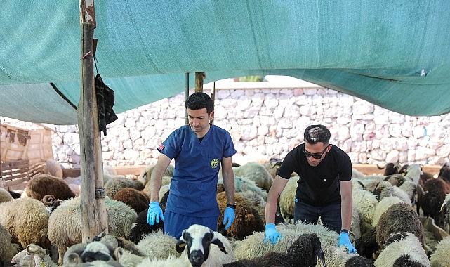 Buca'da Kurban Bayramı öncesi sıkı denetim Buca'da Kurban Bayramı öncesi sıkı denetim