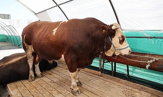 Bağcılar'da kurban pazarının gözdesi “Şampiyon" Bağcılar'da kurban pazarının gözdesi “Şampiyon"