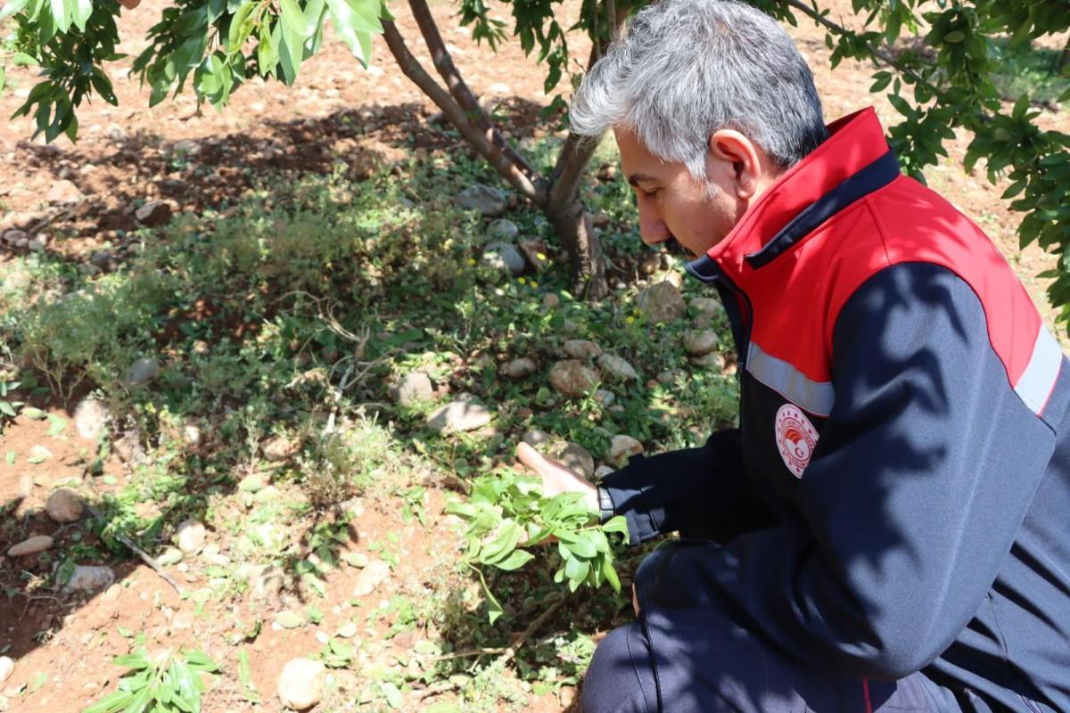 İl Müdürü Akkan, sahada dolu zararını inceliyor İl Müdürü Akkan, sahada dolu zararını inceliyor