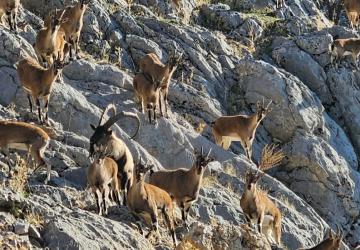 Nemrut’taki yaban yaşamı ilgi çekmeye başladı