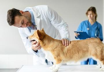 Boehringer Ingelheim'dan Veteriner Hekimlere Yönelik Araştırma