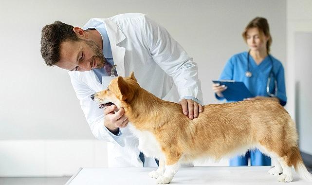 Boehringer Ingelheim'dan Veteriner Hekimlere Yönelik Araştırma Boehringer Ingelheim'dan Veteriner Hekimlere Yönelik Araştırma