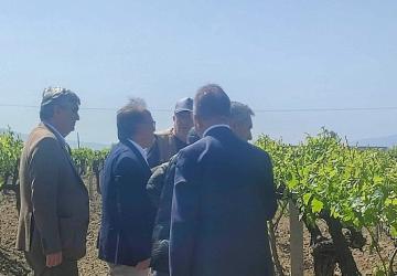 Büyükşehir'den Don Zararına Uğrayan Üreticilere Destek