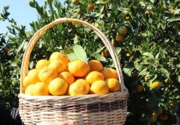 Tarım-ÜFE Nisan’da Yıllık Yükseldi, Aylık Düştü: Turunçgiller Zirvede
