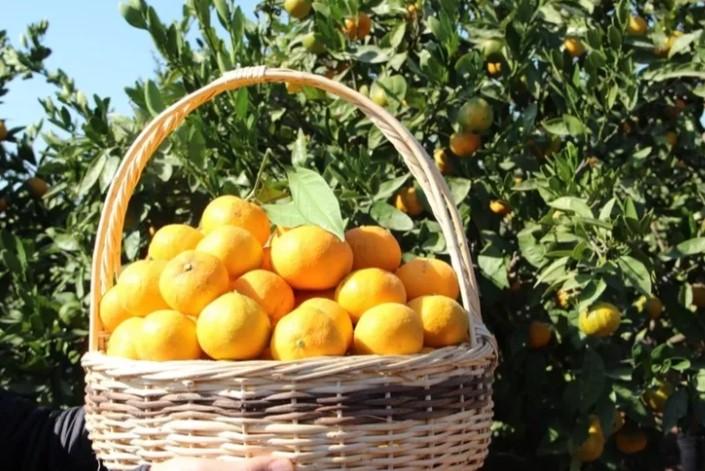 Tarım-ÜFE Nisan’da Yıllık Yükseldi, Aylık Düştü: Turunçgiller Zirvede Tarım-ÜFE Nisan’da Yıllık Yükseldi, Aylık Düştü: Turunçgiller Zirvede