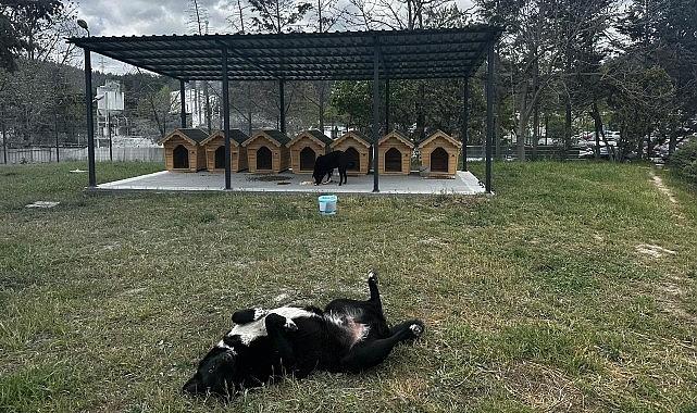 Digiturk'ten Ayazağa'daki Sokak Hayvanları İçin Güvenli Bir Yuva Digiturk'ten Ayazağa'daki Sokak Hayvanları İçin Güvenli Bir Yuva