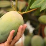 Başkan Böcek'ten avokado ve mango hasadı