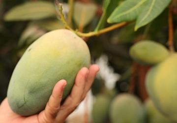 Başkan Böcek'ten avokado ve mango hasadı