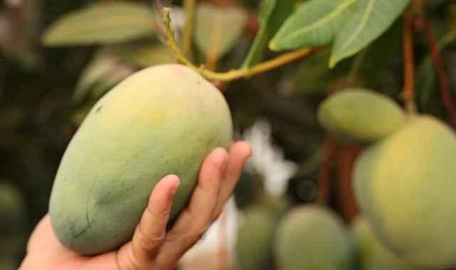 Başkan Böcek'ten avokado ve mango hasadı Başkan Böcek'ten avokado ve mango hasadı