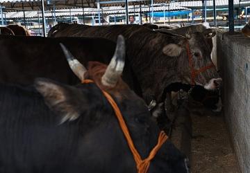 Nilüfer Kurban Bayramı'na hazır