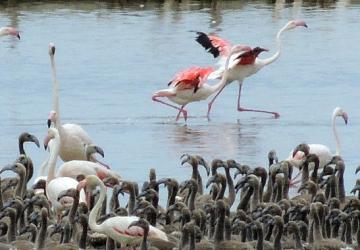 Flamingoların büyüleyici dünyası Bornova'da