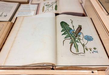 Salt Beyoğlu'nda Kamu Programı: “Anadolu'nun Bitki Mirası" Sergisine söyleşi, gösterim ve atölye çalışmaları eşlik ediyor