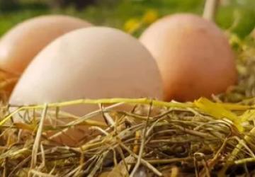 Tavuk Eti Üretimi Artarken, Yumurtada Düşüş Yaşandı
