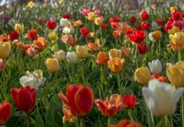 Hıdırellez Nedir? Neden Kutlanır?: Umutları, duaları ve kültürel belleği bir araya getiren binlerce yıllık gelenek