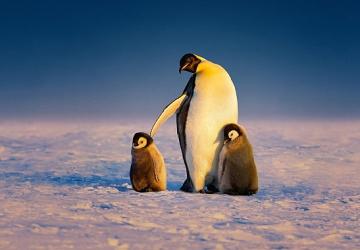 'Penguenlerin Gizemli Dünyası' Art Arda 3 Bölümüyle 22 Nisan Salı Günü 20.00'de National Geographic WILD Ekranlarına Geliyor