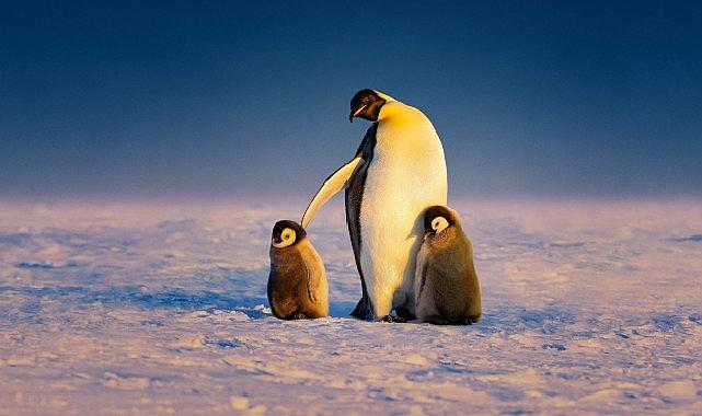 'Penguenlerin Gizemli Dünyası' Art Arda 3 Bölümüyle 22 Nisan Salı Günü 20.00'de National Geographic WILD Ekranlarına Geliyor