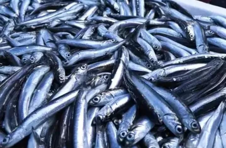 2024 Verileri Açıklandı: Su Ürünleri Azaldı, Hamsi Avı Zirvede