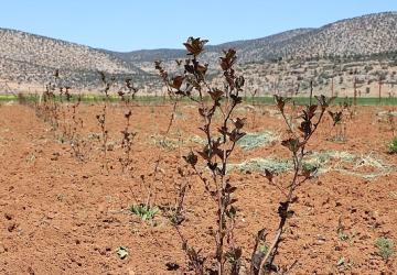 Antalya'da tarımsal sulama projeleriyle tersine göç hızlandı