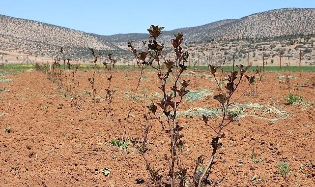 Antalya'da tarımsal sulama projeleriyle tersine göç hızlandı
